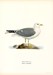 Gabbiano comune