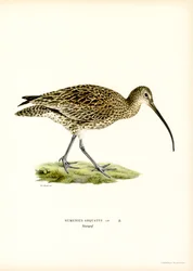 Chiurlo eurasiatico