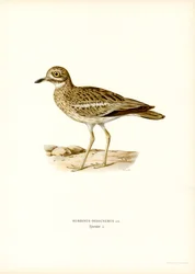 Occhione eurasiatico