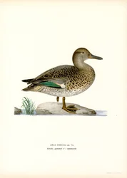 Alzavola eurasiatica