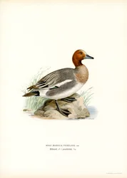 Fischione eurasiatico