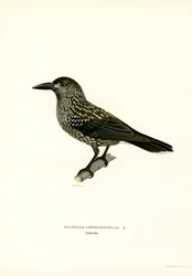 Nocciolaia