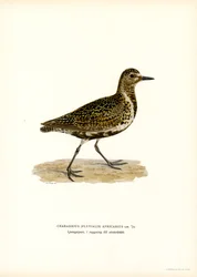 Piviere dorato europeo