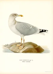 Gabbiano reale europeo