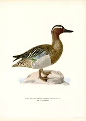 Marzaiola