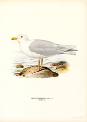 Gabbiano glauco (litografia a colori)