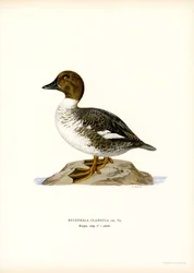 Quattrocchi