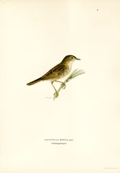Locustella