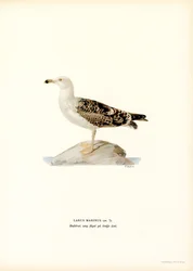 Gabbiano reale nordico
