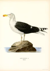 Gabbiano reale nordico
