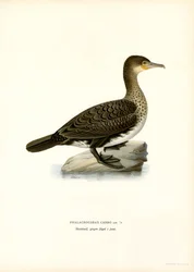 Cormorano