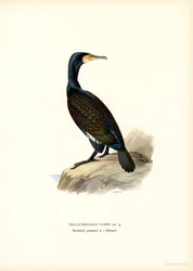 Cormorano