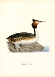 Svasso maggiore