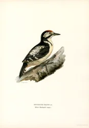 Picchio Rosso Maggiore
