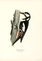 Picchio rosso maggiore