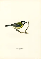 Cinciallegra