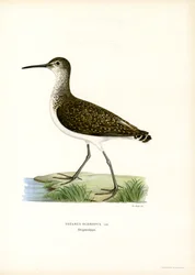 Piro-piro verde