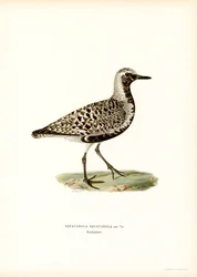 Piviere grigio