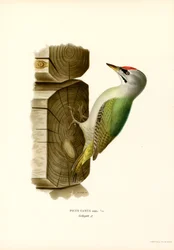 Picchio grigio