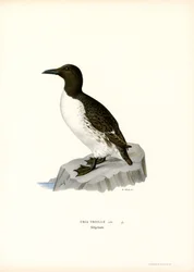 Guillemot (litografia a colori)