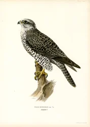 Girfalco