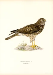 Albanella reale