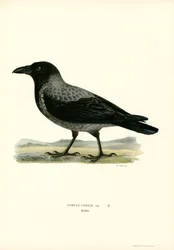 Cornacchia grigia