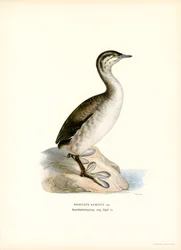 Svasso cornuto