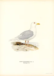 Gabbiano islandese