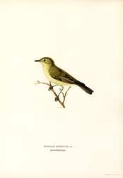 Canapino