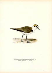 Fratino