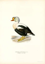 Edredone reale