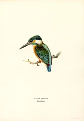 Martin pescatore