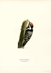 Picchio rosso minore