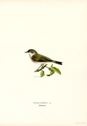 Sterpazzolina