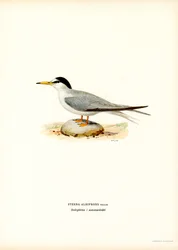 Sterna minore