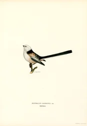 Codibugnolo