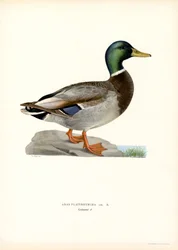 Germano reale