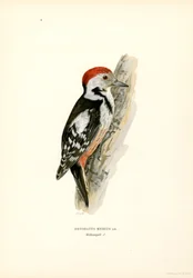 Picchio rosso mezzano