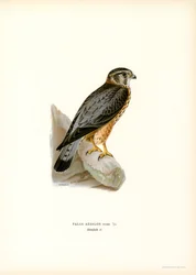 Falco columbarius