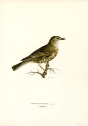 Tordela