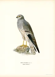 Albanella minore