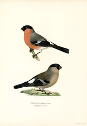 Ciuffolotto eurasiatico