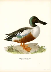 Mestolone del nord