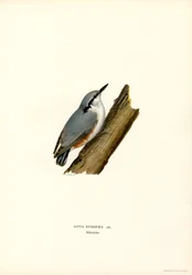 Picchio muratore