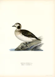 Anatra codona