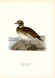 Anatra Oldsquaw