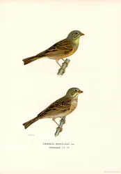 Ortolano