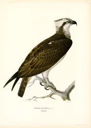 Falco pescatore