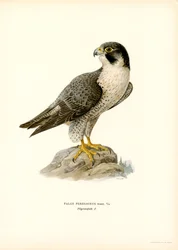 Falco pellegrino